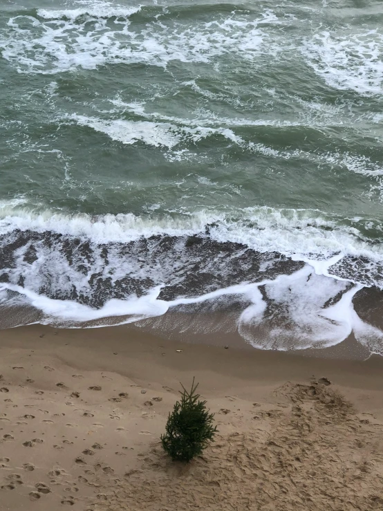 there is a lone tree that is growing out of the sand