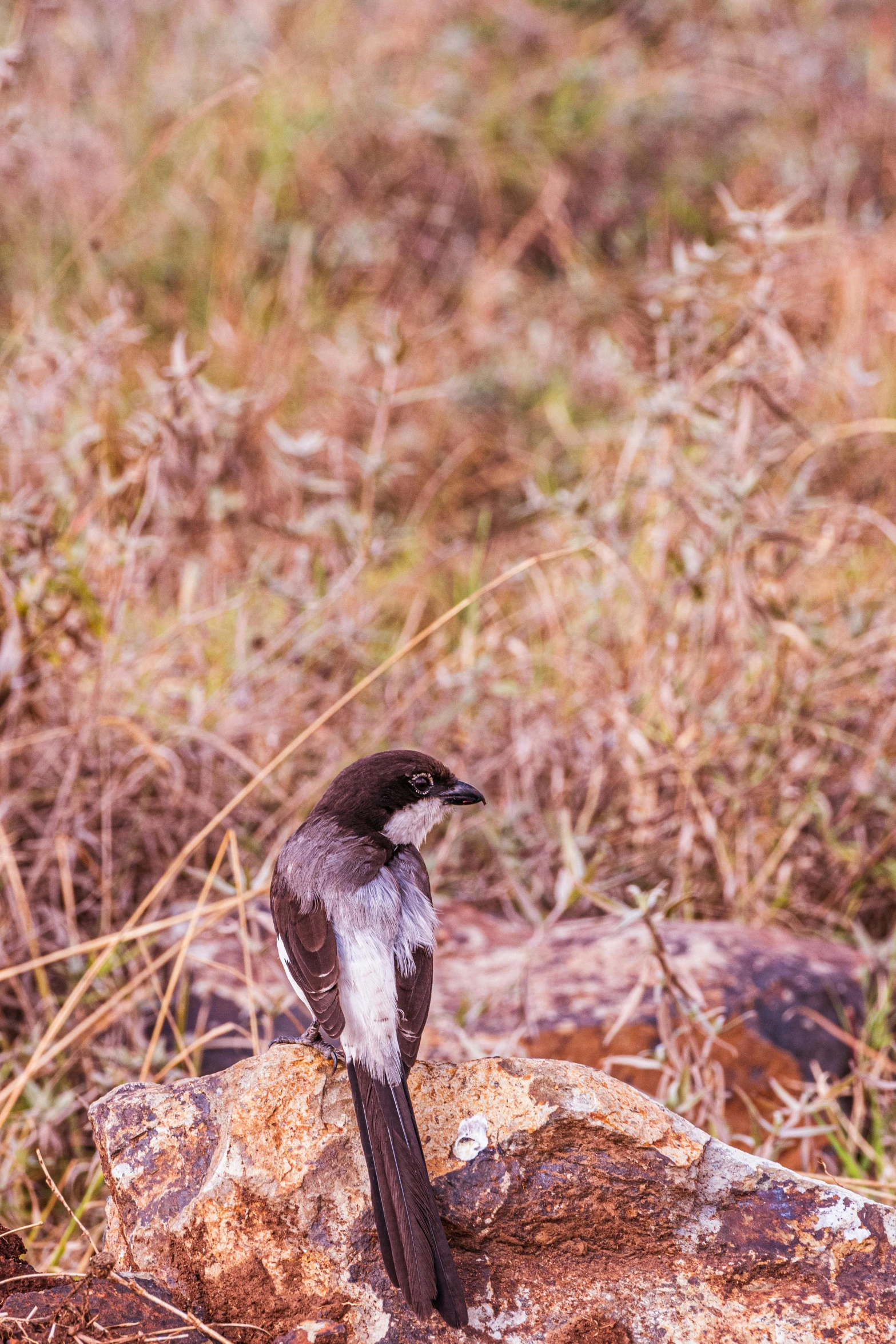 a bird standing on a rock surrounded by tall grass