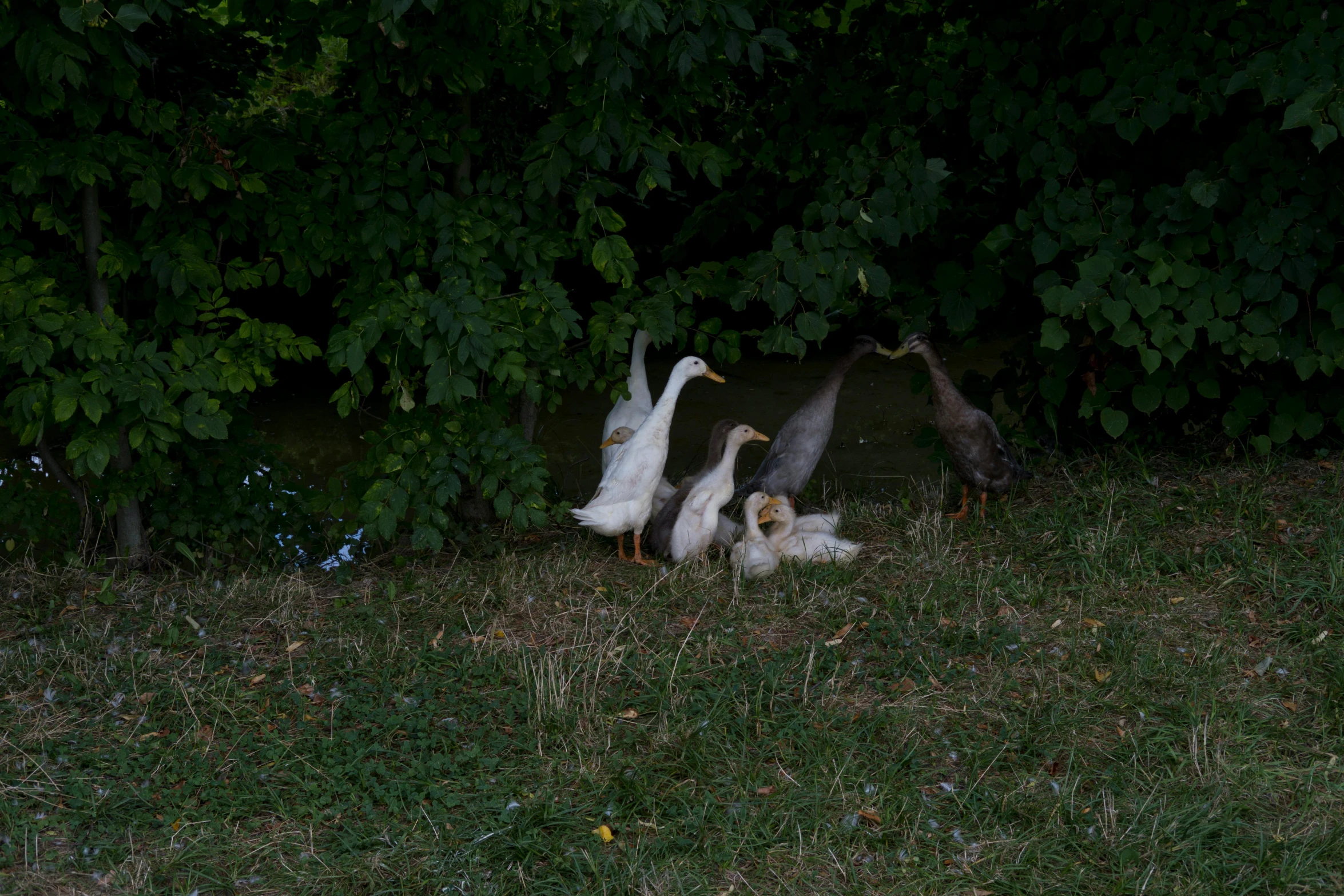 three baby geese playing around in the shade