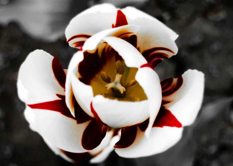 an overhead view of an extreme close up of a flower