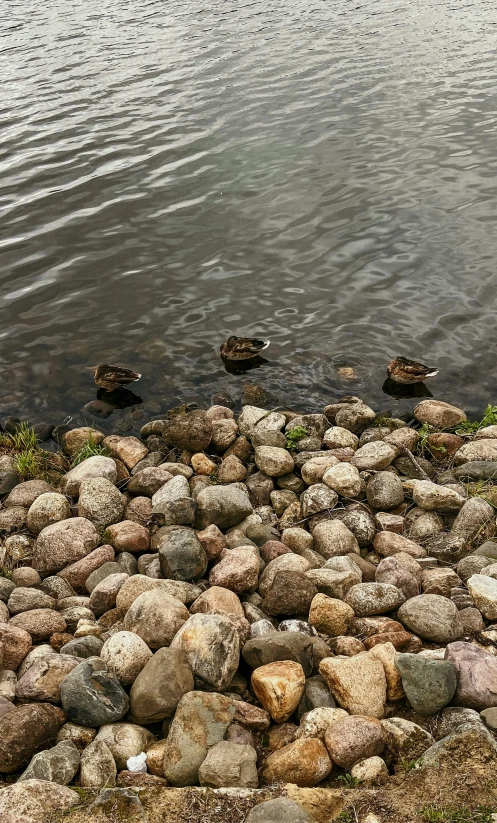 ducks swim on rocks next to the water