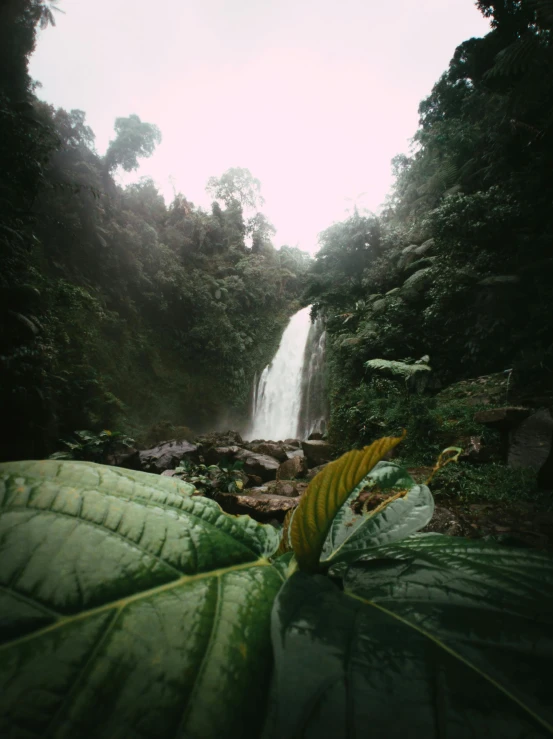 a leaf that is near a waterfall