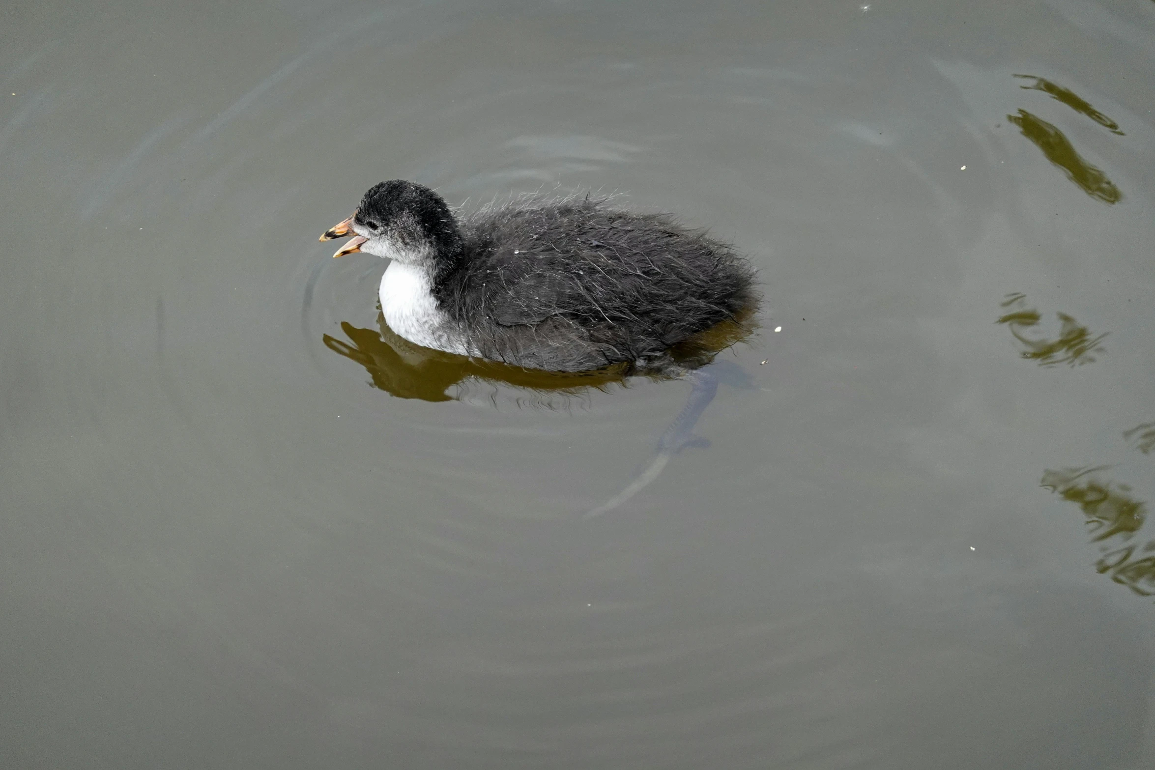 a black and white bird floating in a pond