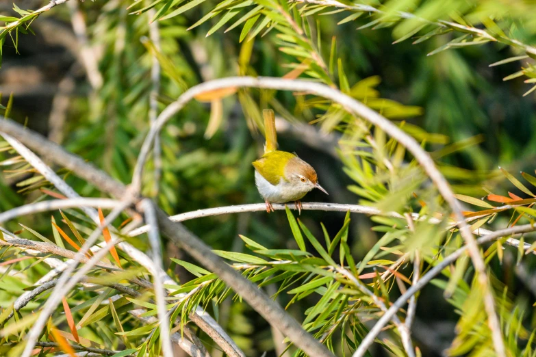 a small bird perched on a nch between some needles