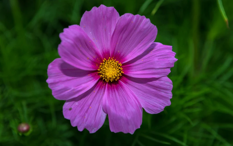 a purple flower with yellow stamen sits in a field