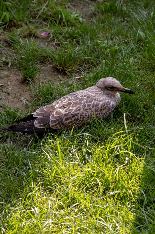 a bird laying in the grass near some dirt