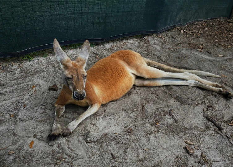 a small brown kangaroo lays down on the ground