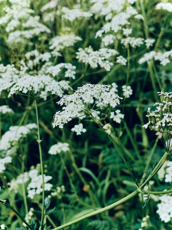 a field full of tall white flowers covered in dew