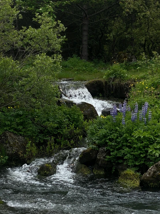 a stream surrounded by forest with purple flowers