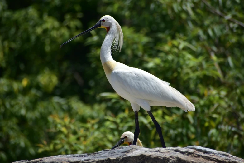 a white bird with an ornate bill standing on the rocks