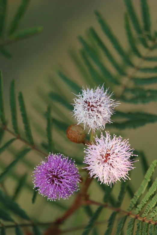 three small pink and white flowers with green leaves