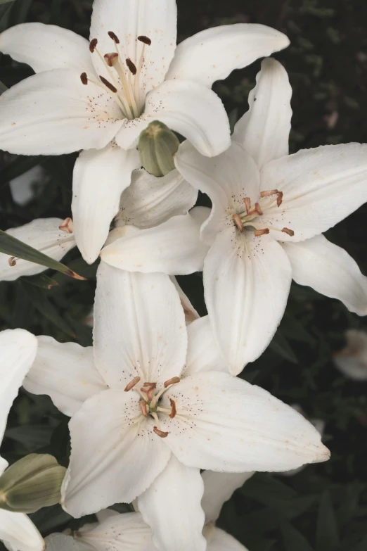 a group of white flowers are seen in this closeup