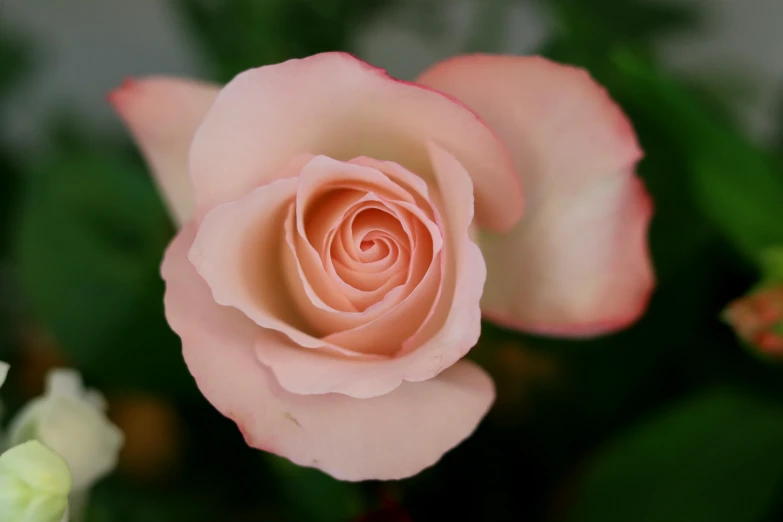 a pink rose with a green plant next to it