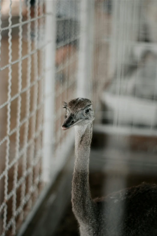 an ostrich behind the fence at the zoo