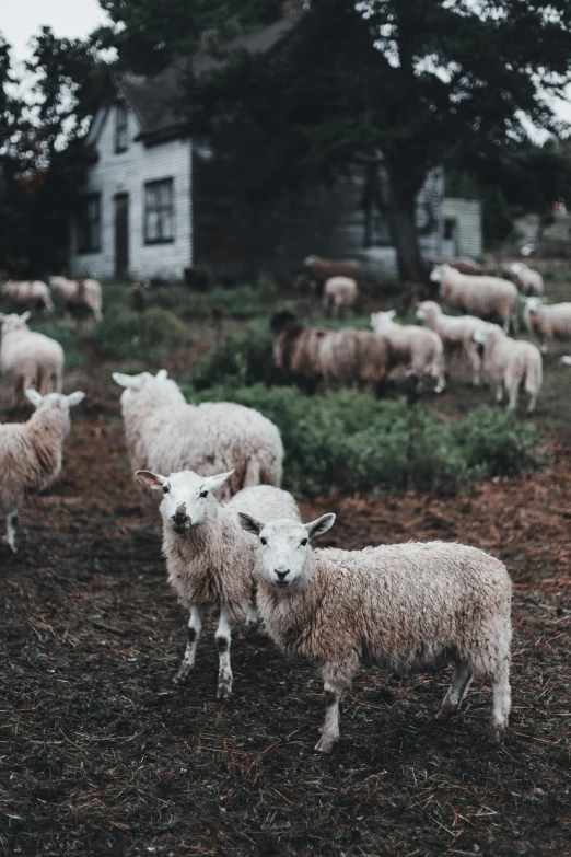 sheep are on the grass in a fenced off area