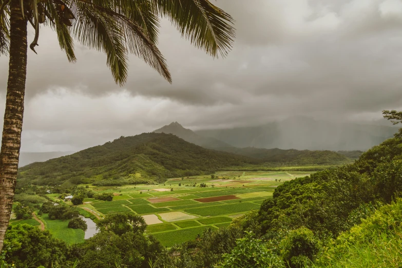 a large field sitting between palm trees in front of a mountain