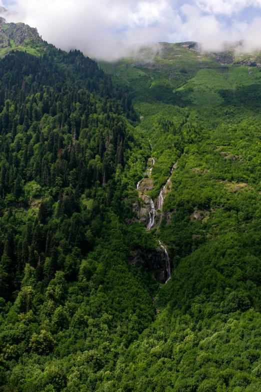 a forested area with a waterfall surrounded by trees