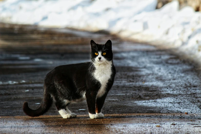 a cat standing on the road in the snow