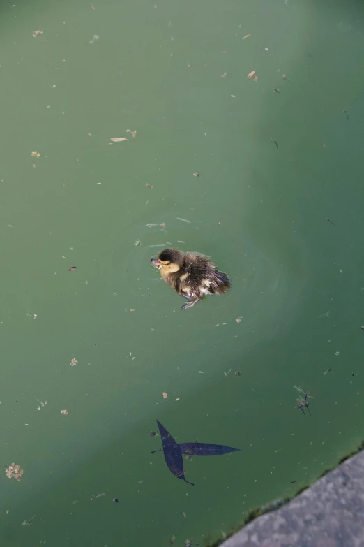 a bird floating in the water next to an upside down duck