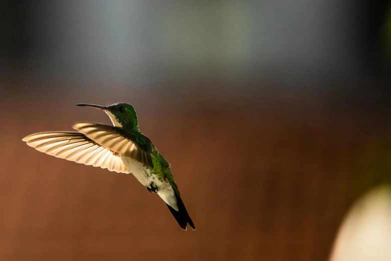 a humming bird flies near a plant while another is perched