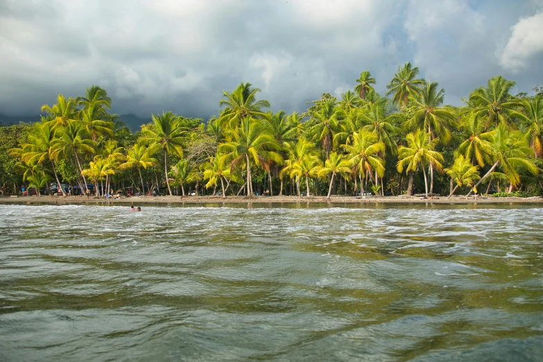 a group of palm trees on the shore line