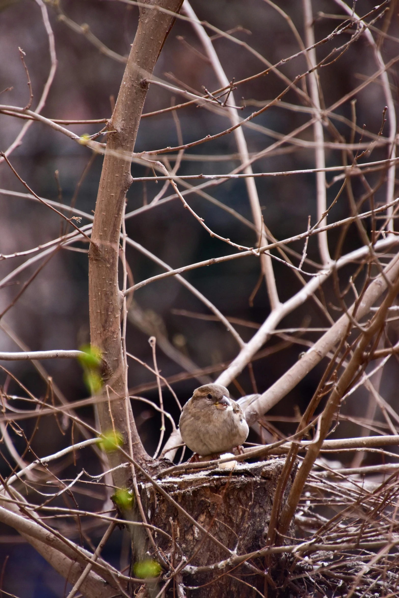 a bird sits in a nest on a tree nch