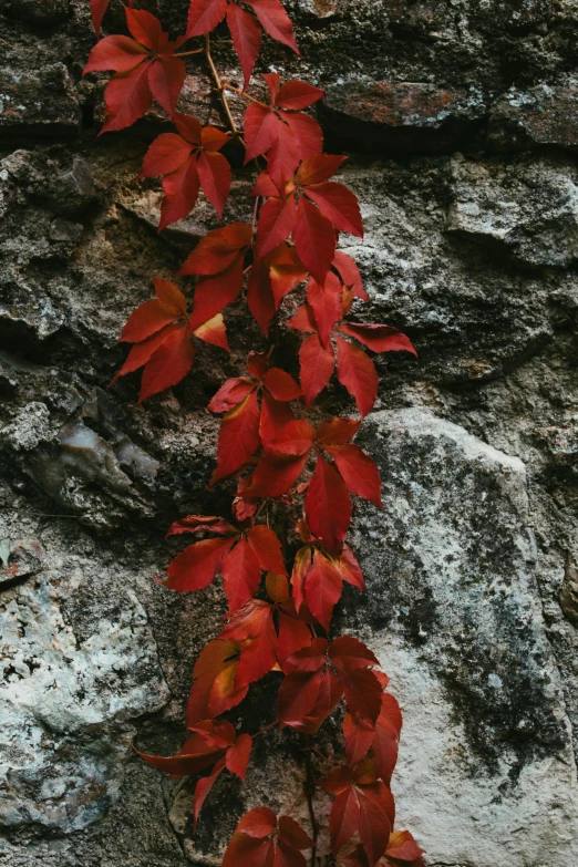 this is a plant that has fallen over onto a cliff