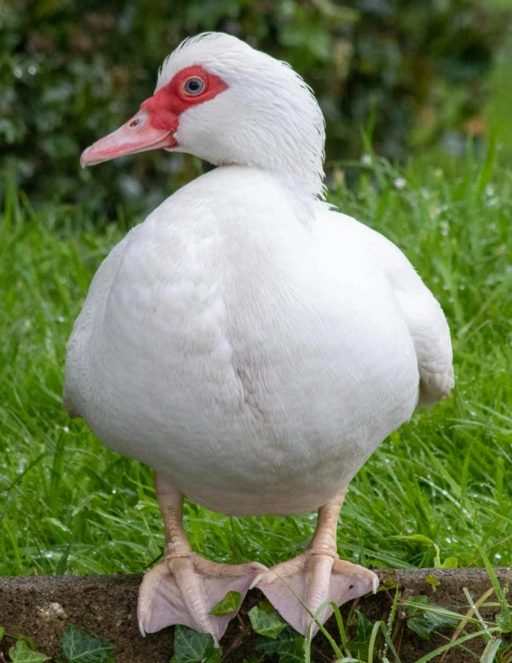 an adult duck stands on the edge of a log