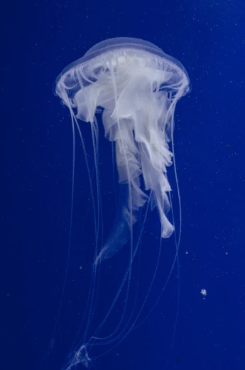 a jellyfish that is floating in the air