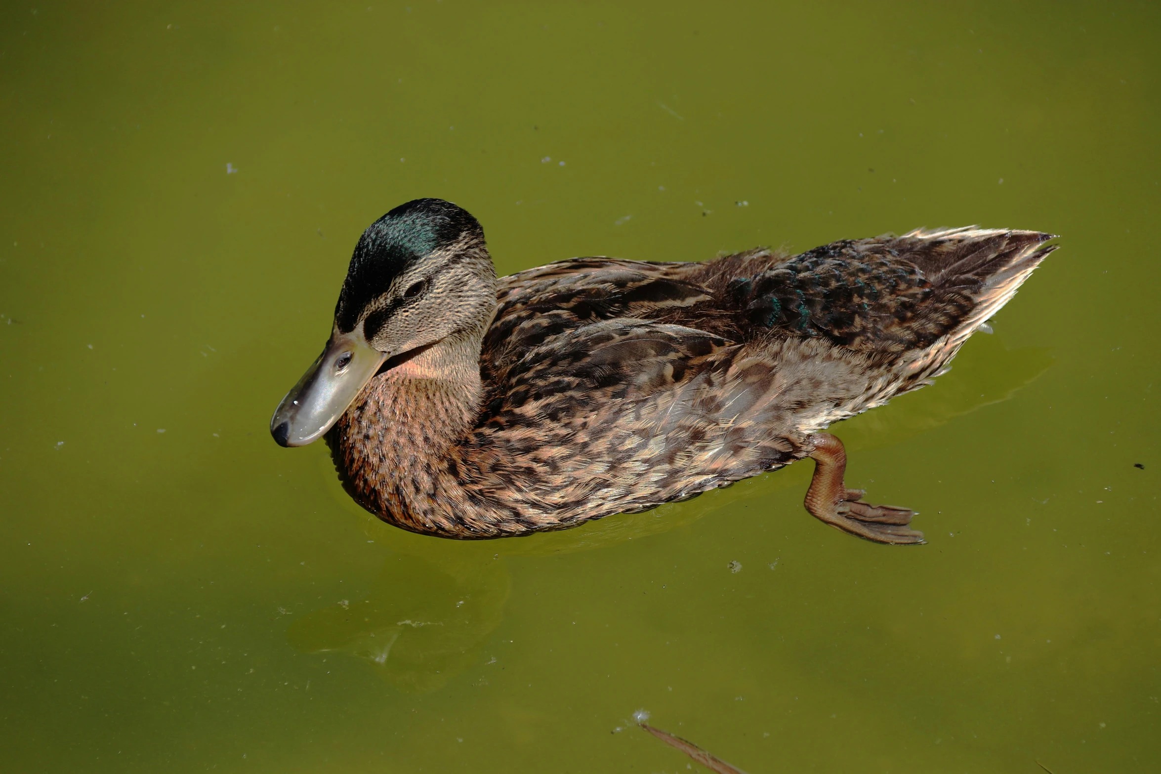 a brown duck floating on top of a lake