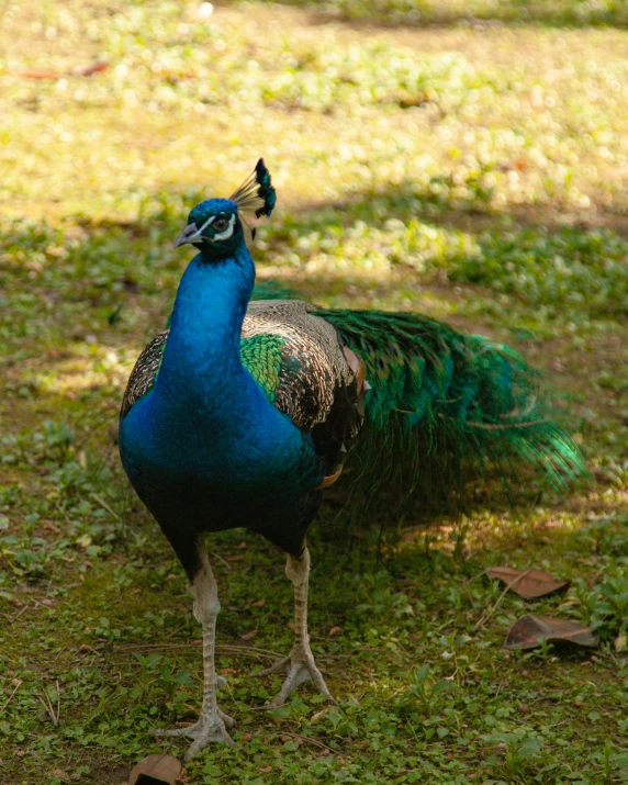 a bird with its feathers out on some grass