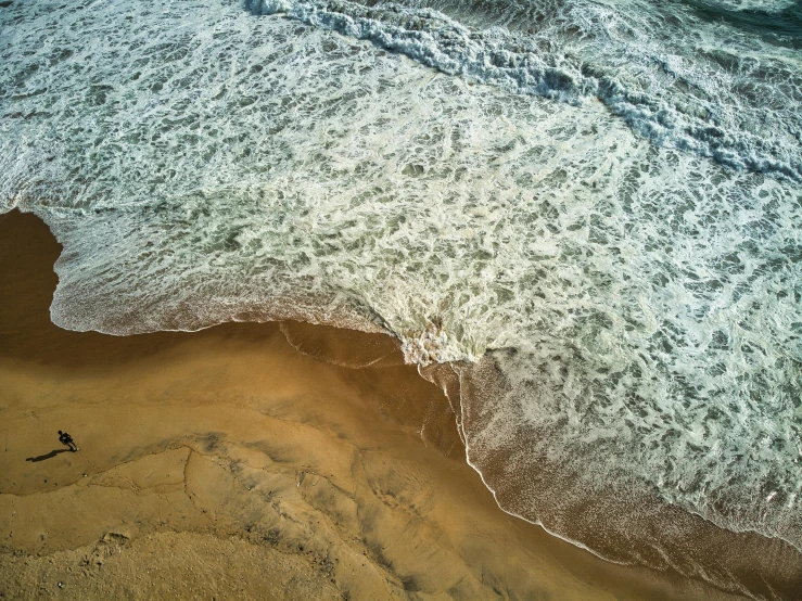 a lone bird on a beach looking out over the water