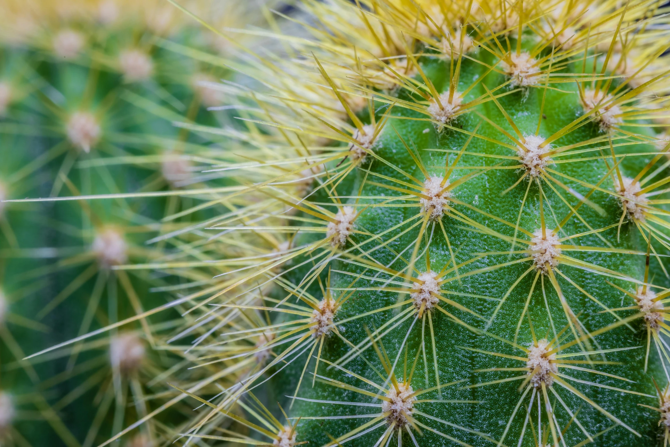 a closeup s of a cactus's round, green, needles