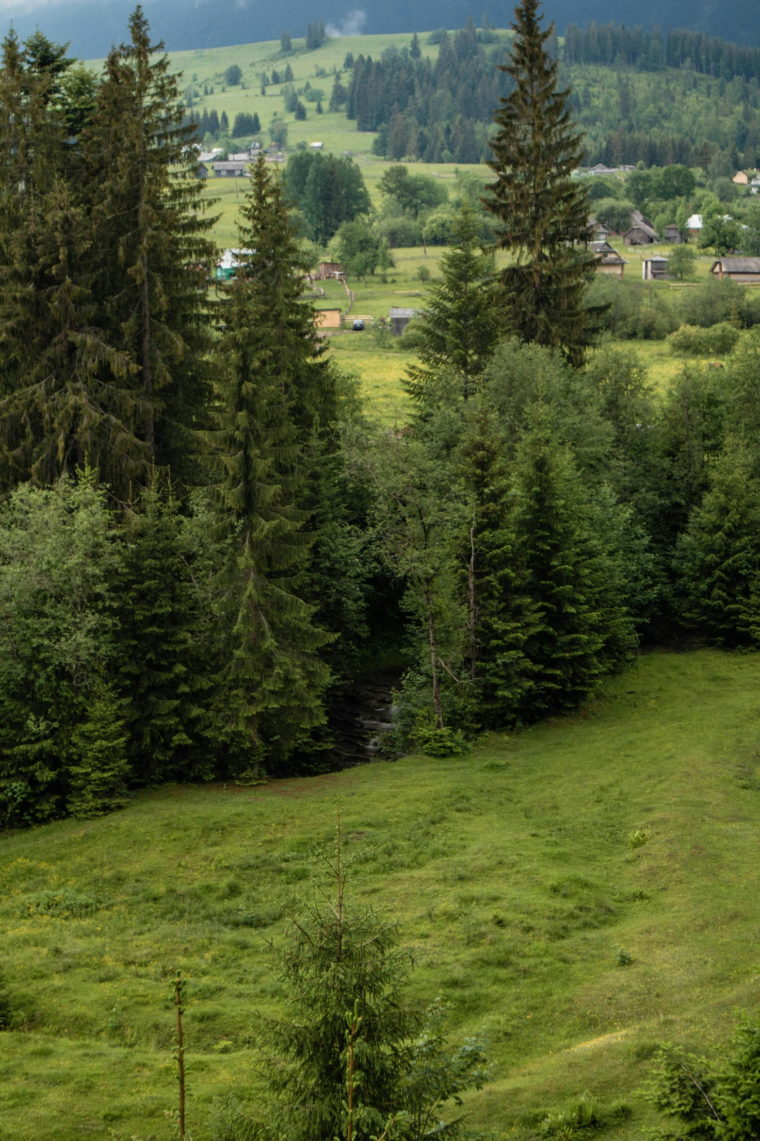 a cow standing in a grassy field surrounded by trees