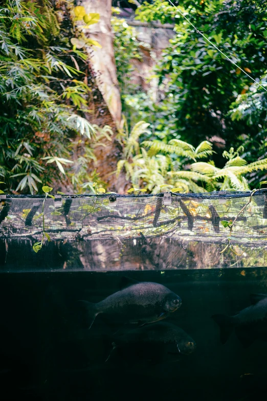 a pond with some plants in the background