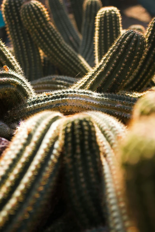 cactuses that are in a group together on the ground