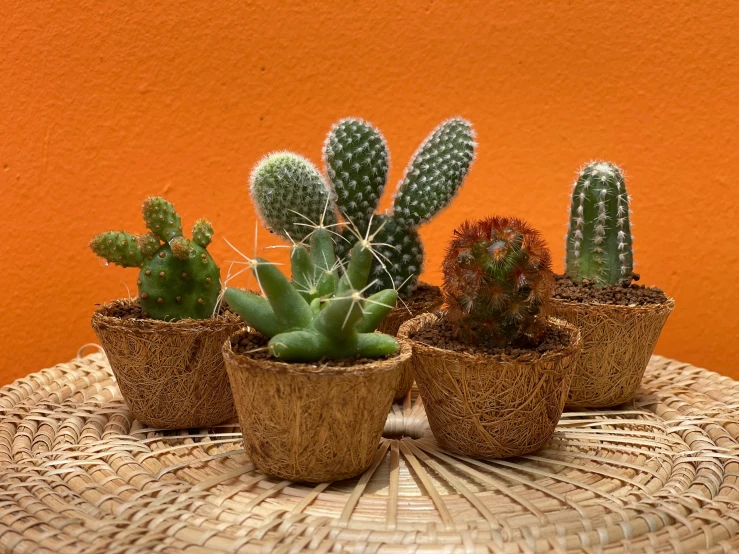 four cactuses in small planters are sitting on a wicker plate
