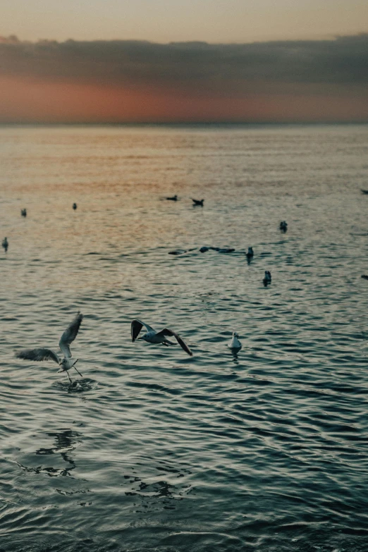 seagulls in the water with an orange and white sunset in the background