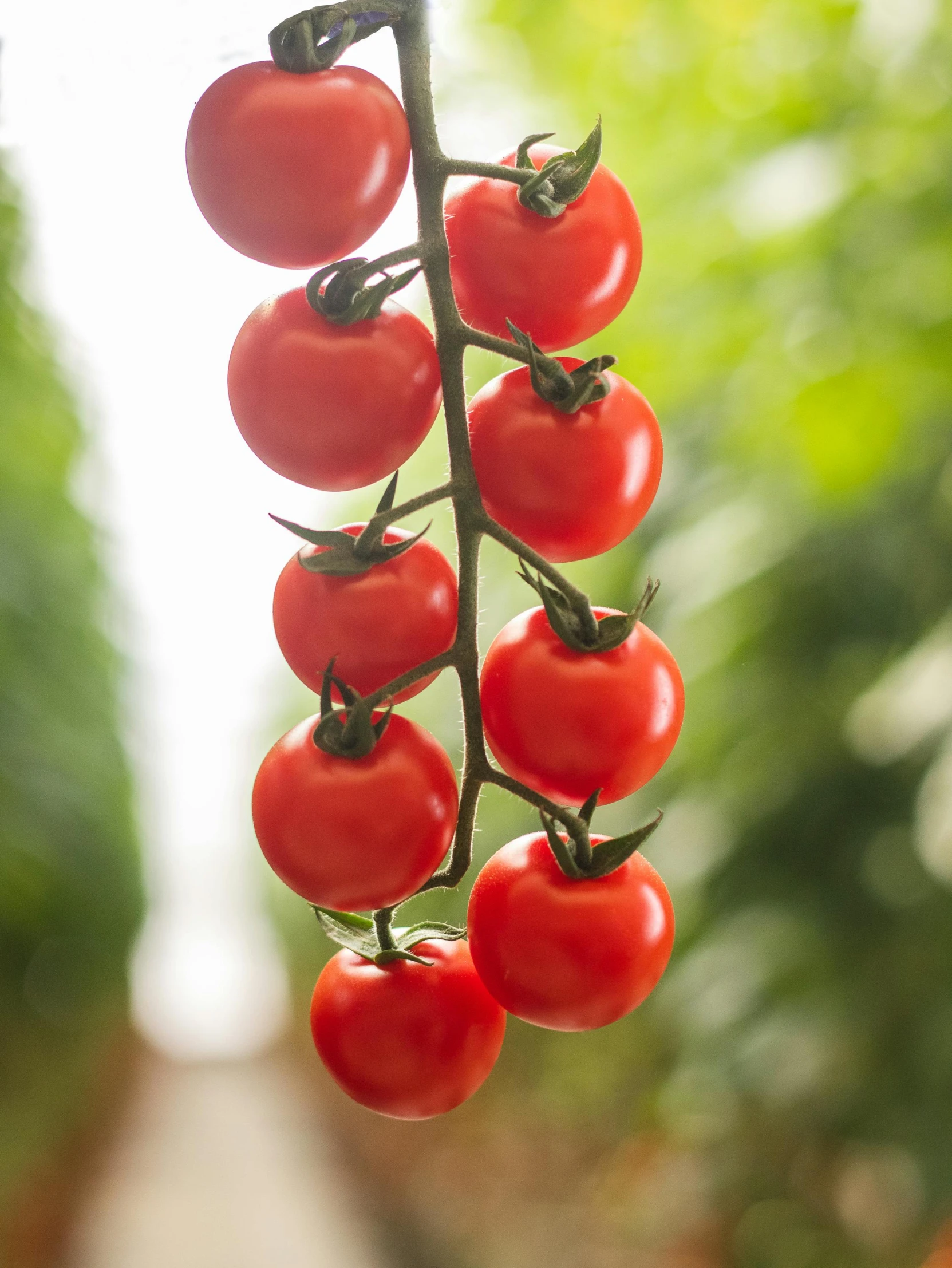 some tomatoes hanging from the end of a plant