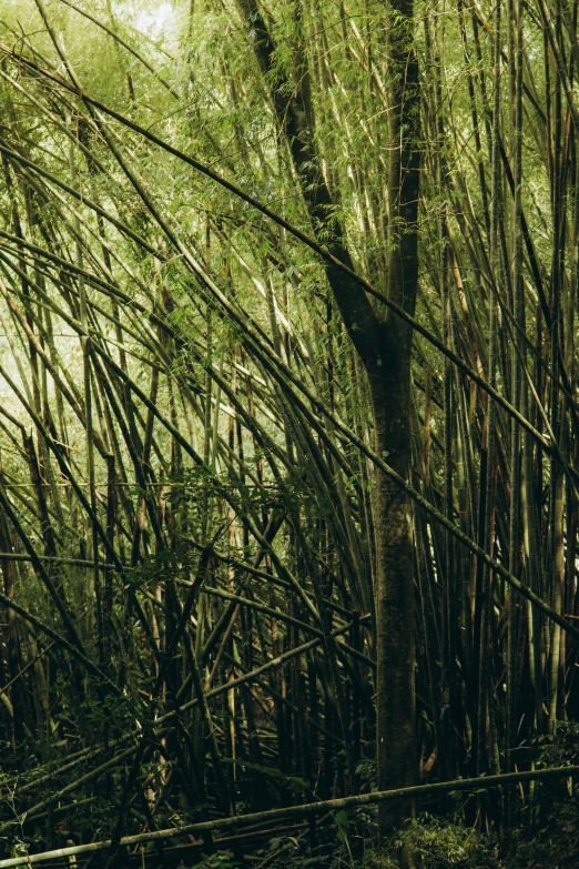 the trees are green and brown in some woods