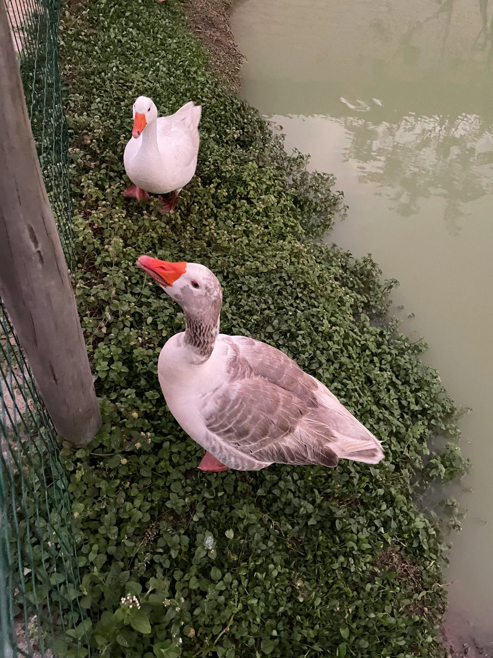 two ducks standing near a pond with grass in the water