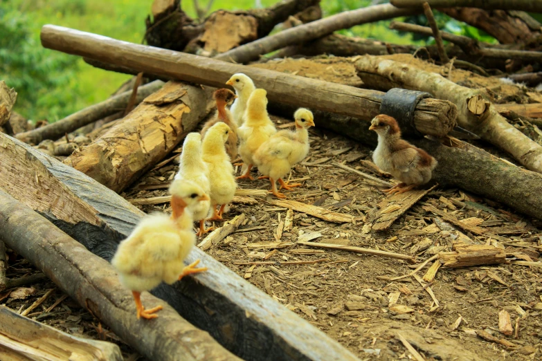 a bunch of chickens walk in a forest with nches