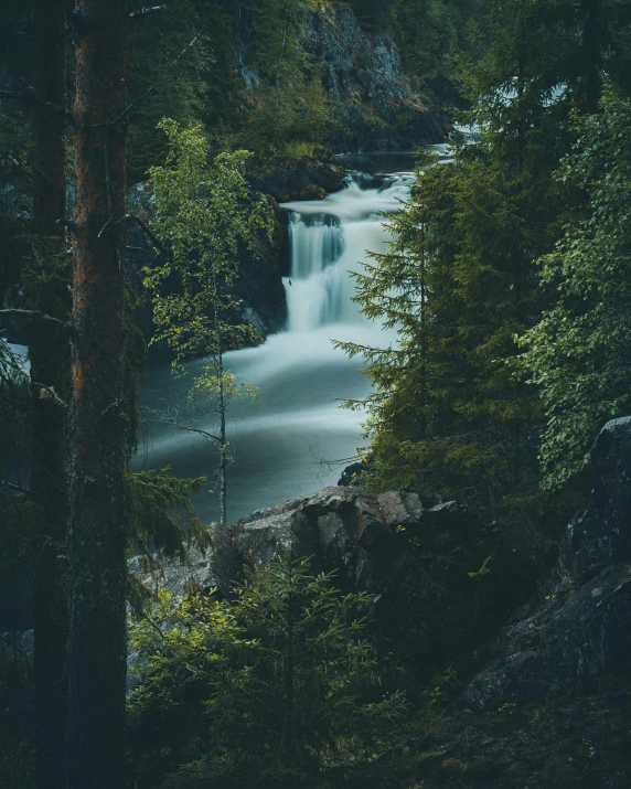 a view from the forest of a river surrounded by forest trees