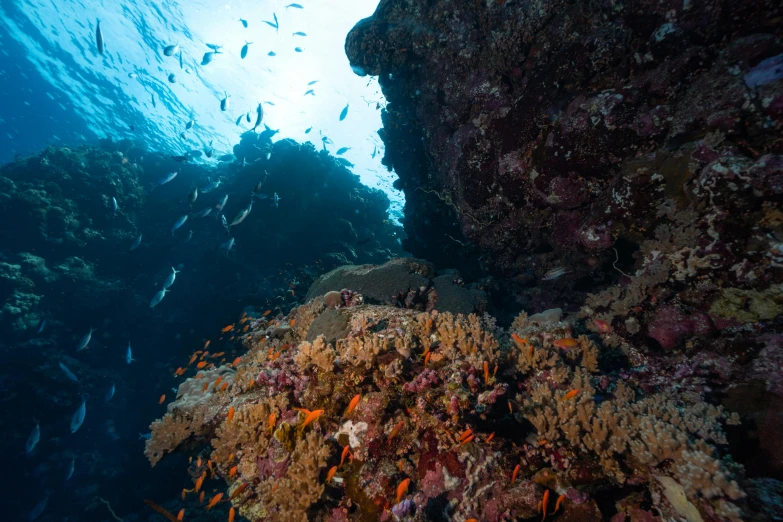 a large group of fish in the water