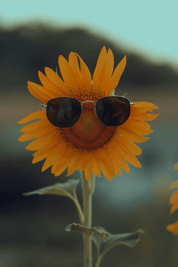 a flower wearing sunglasses near mountains