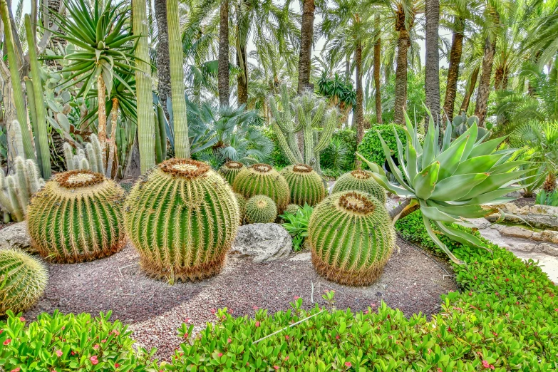 a plant filled with lots of plants and some trees