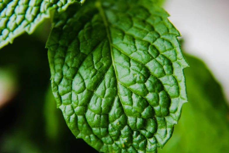 a closeup view of green leaves from above