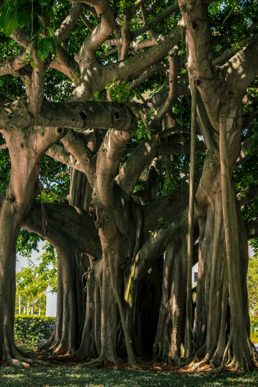 large tree with very thin nches in park area