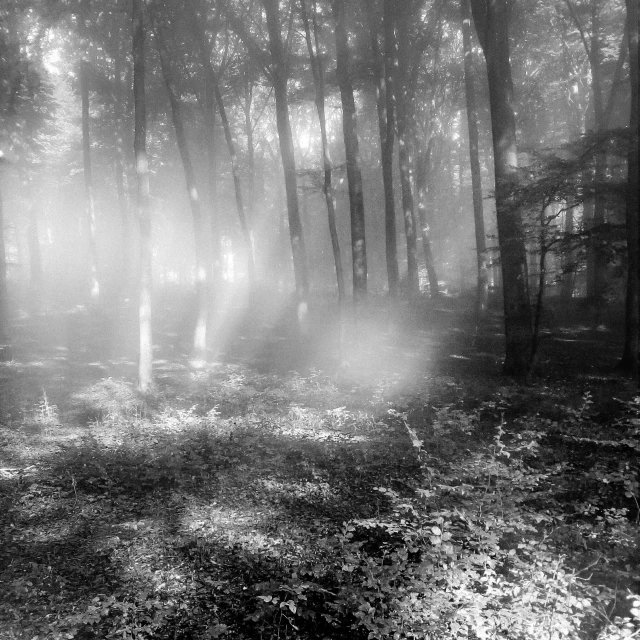 a black and white po of some trees