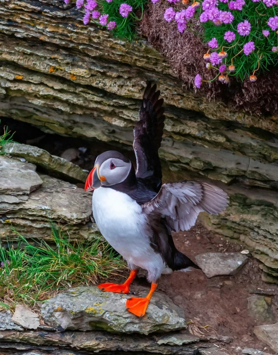 a small bird sitting on top of a rock